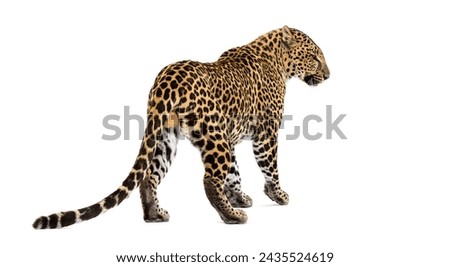 Back and side view of a spotted leopard standing and looking to the side, isolated on white