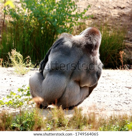 back of a  silver back gorilla