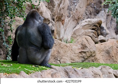 Back of a sitted gorilla