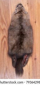 Back Of Skins Of Barguzin Sable. A Little Gray Hair On Fur. Raw Material. Primary Processing