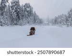 Back of small longhaired dachshund standing on snowy path in winter beautiful forest, fluffy pet outdoor on a field in trees and pines covered with snow