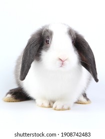 Lapin De Bebe Images Stock Photos Vectors Shutterstock Lapin De Bebe Images Stock Photos Vectors Shutterstock