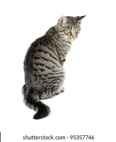 The Back Of A Tabby Cat Sitting On White Background