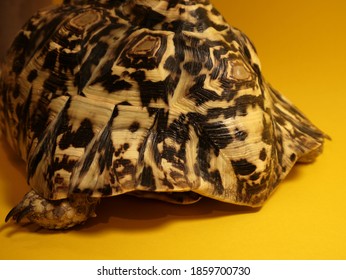 leopard tortoise shell