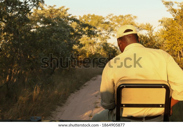 A back\
view of an African male driving a safari\
car