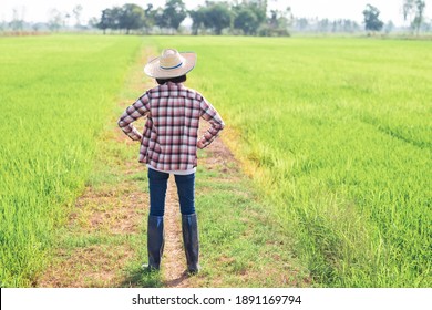Back view of Asian farmer girl standing at green rice farm.