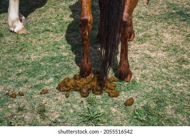 Back view of bay horse pooping in the field