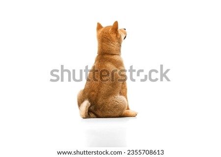 Back view of beautiful Shiba Inu puppy lying on floor isolated over white studio background. Pet looks healthy and groomed. Concept of care, love, animal life. Copy space for ad