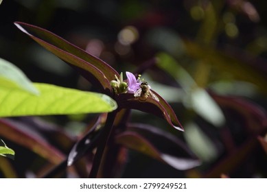 back view bee sipping nectar from a tradescantia flower