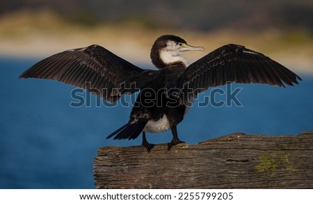 Back view of black white common shag Australian pied cormorant with wings wide open sitting on wooden tree branch in Aramoana Otago Dunedin New Zealand