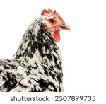 Back view of Black and white Gournay hen, Norman Gournay chicken, looking at the camera, 