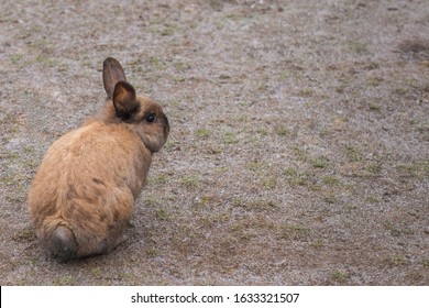 289 Hare back view Stock Photos, Images & Photography | Shutterstock