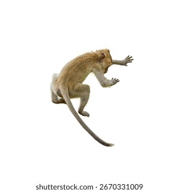 Back view, Brown Monkey or Macaca jumping from height. It leaping floats in the air with shock, falling from a height due to gravity Isolated on white background with clipping path and transparent