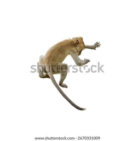 Back view, Brown Monkey or Macaca jumping from height. It leaping floats in the air with shock, falling from a height due to gravity Isolated on white background with clipping path and transparent
