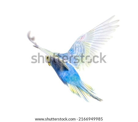 Back view of Budgerigar bird flying,  blue rainbow colloration, isolated on white