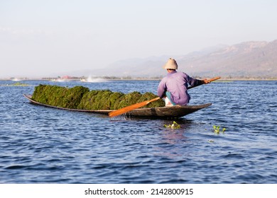 Back View Of Burmese Man Crouching And Paddling In Boat Full Of Water Hyacinth Harvested, Inle Lake, Myanmar