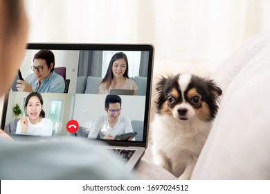 Back View Of Business Woman And Team On Laptop Screen Talking And Discussion In Video Conference And Dog Interruption.Working From Home, Working Remotely, Pets Interruption And Self-isolation.