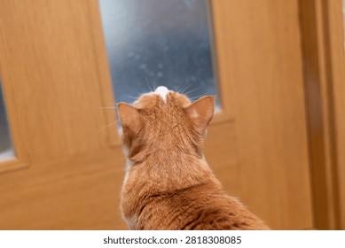 The back view of a cat intrigued by the gap between the door and the wall.