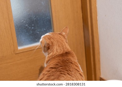 The back view of a cat intrigued by the gap between the door and the wall.