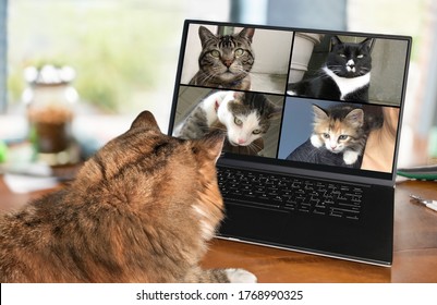 Back View Of Cat Talking To Cat Friends In Video Conference. Group Of Cats Having An Online Meeting In Video Call Using A Computer. Focus On Cats, Blurred Background.