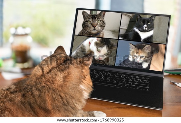 Back view of cat talking to\
cat friends in video conference. Group of cats having an online\
meeting in video call using a computer. Focus on cats, blurred\
background.