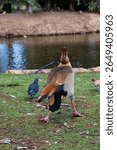 Back view of colorful Egyptian goose walking toward a lake, showing vibrant wing pattern and body details, surrounded by green grass and birds in a peaceful forest park area.