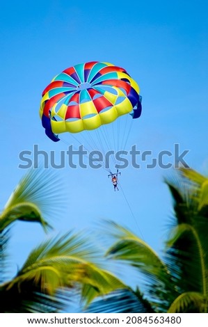 Back view of a colorfull parasailing  with 1 people in Punta Cana. Palm trees blurred in the foreground. Clear sunny blue sky day