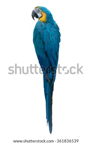 back view of Colourful parrot isolated on white
