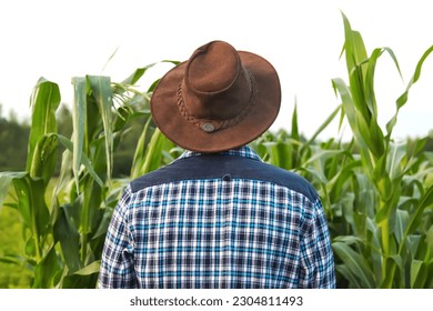 Vista posterior del vaquero. Vista posterior de un joven con sombrero de vaquero. Planta de maíz verde. El concepto de aventura occidental. 
