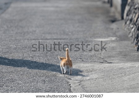 The back view of a cute kitten waddling