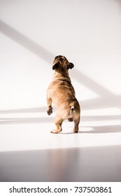 Back View Of Cute Purebred French Bulldog Looking Up On Grey
