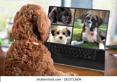 Back view of dog talking to dog friends in video conference. Group of dogs having an online meeting in video call using a laptop. Labradoodle and boxer dog chatting online. Pets using a computer. - Shutterstock ID 1813713604