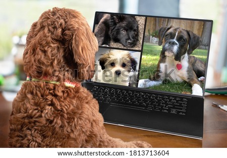Back view of dog talking to dog friends in video conference. Group of dogs having an online meeting in video call using a laptop. Labradoodle and boxer dog chatting online. Pets using a computer.