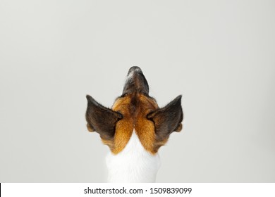 Back View Of Dog's Neck And Head On White Studio Background. Close Up View Of Dog Sitting With Her Back To The Camera And Looking Up.