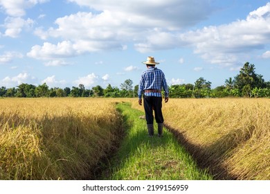 Back view, An elderly Asian farmer wearing a shirt and hat walks in a golden yellow rice field before harvesting rice with cloudy sky background in countryside Thailand. - Powered by Shutterstock