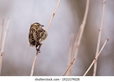 Back View Of Female House Sparrow Perching On Branch In Winter