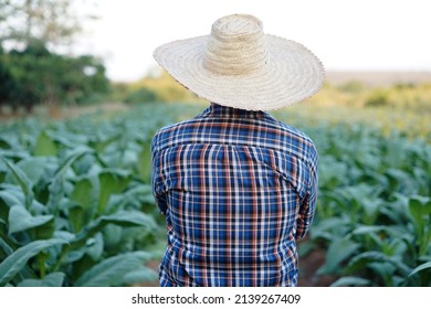 Back view of a gardener is at his vegetable garden, wears plaid shirt and hat. Concept: Agriculture occupation.                                - Powered by Shutterstock