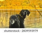 Back view of a German Shorthaired Pointer wearing a harness standing in water and gazing across a warm, golden sunlit lake near Haugesund.