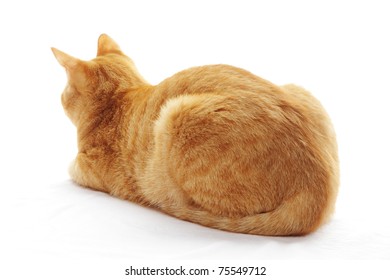 Back View Of Ginger Cat