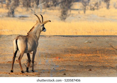 Back View Of An Isolated Roan Standing On The Open Plains In Hwange National Park, Zimbabwe, Southern Africa