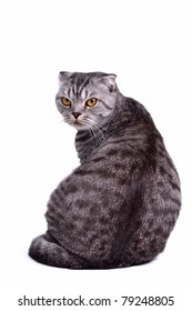 Cat Sitting Back View High Res Stock Images Shutterstock