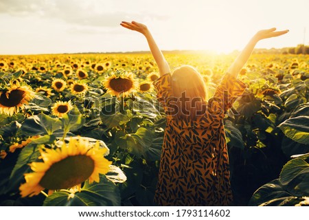 Back up view of joyful young woman raising hands up and enjoy warm sunny weather outside. Look up in sky. Stand alone in middle of big sunflower's field. August or September period. Harvest time