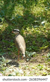 Back view of a lapwing (Vanellus coronatus) 