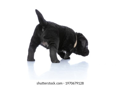 Back View Of Little Labrador Retriever Dog With Collar Looking Around, Sniffing And Searching Isolated On White Background In Studio