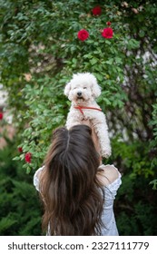 Back view of long dark haired young female in white top lifting up a cute Bichon Frise dog in park on sunny summer day