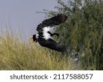  back view of magpie goose  while flying on air