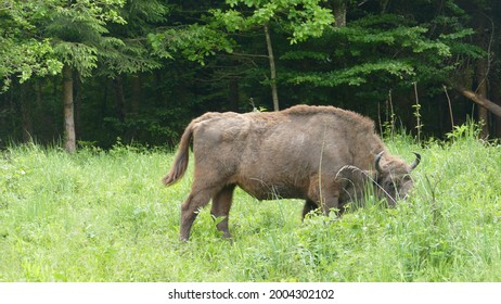 Back View Majestic Female European Bison Stock Photo 2004302102 ...