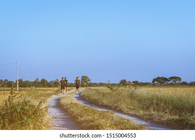 Back view of men running and exercising with friends together on the path through the rice fields in the evening.