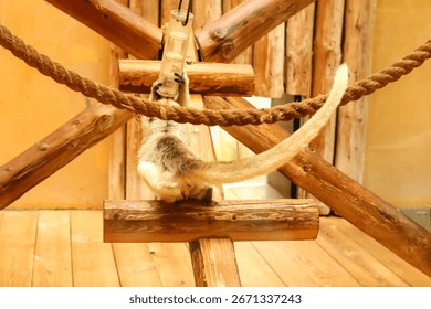 back view of a monkey drinking water from a drinking bowl. monkey drinking water back view. primate drinking water jungle. animal behavior natural habitat.