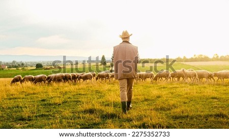 Back view on Caucasian male farmer in hat walking in meadow while flock of sheep grazing. Outside. Herd of lambs feeding at field. Rear of man shepherd strolling at grassland at animals farm.